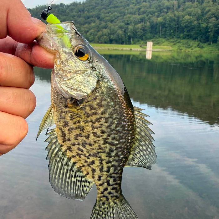 7/24/2026 Tioga County Fishing Report- Hammond Lake, Tioga Lake, Cowanesque Lake, Pine Creek and More