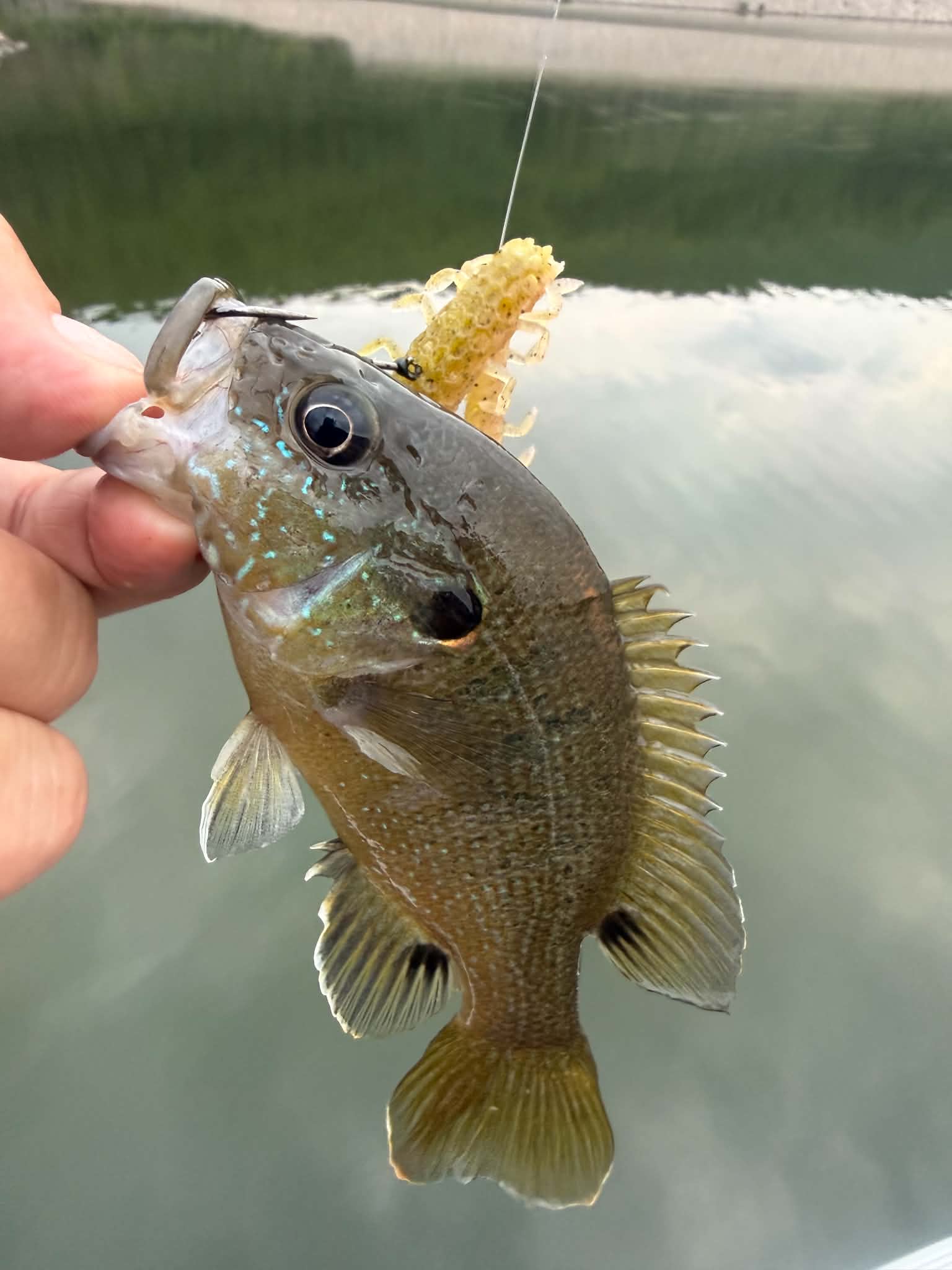 8/13/2026 Tioga County Fishing Report- Hammond Lake, Tioga Lake, Cowanesque Lake, Pine Creek and More
