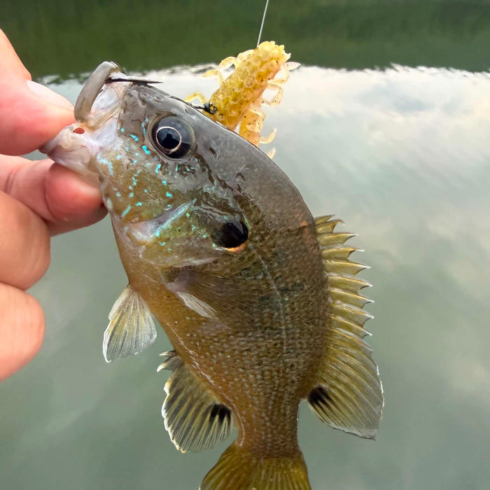 8/13/2026 Tioga County Fishing Report- Hammond Lake, Tioga Lake, Cowanesque Lake, Pine Creek and More