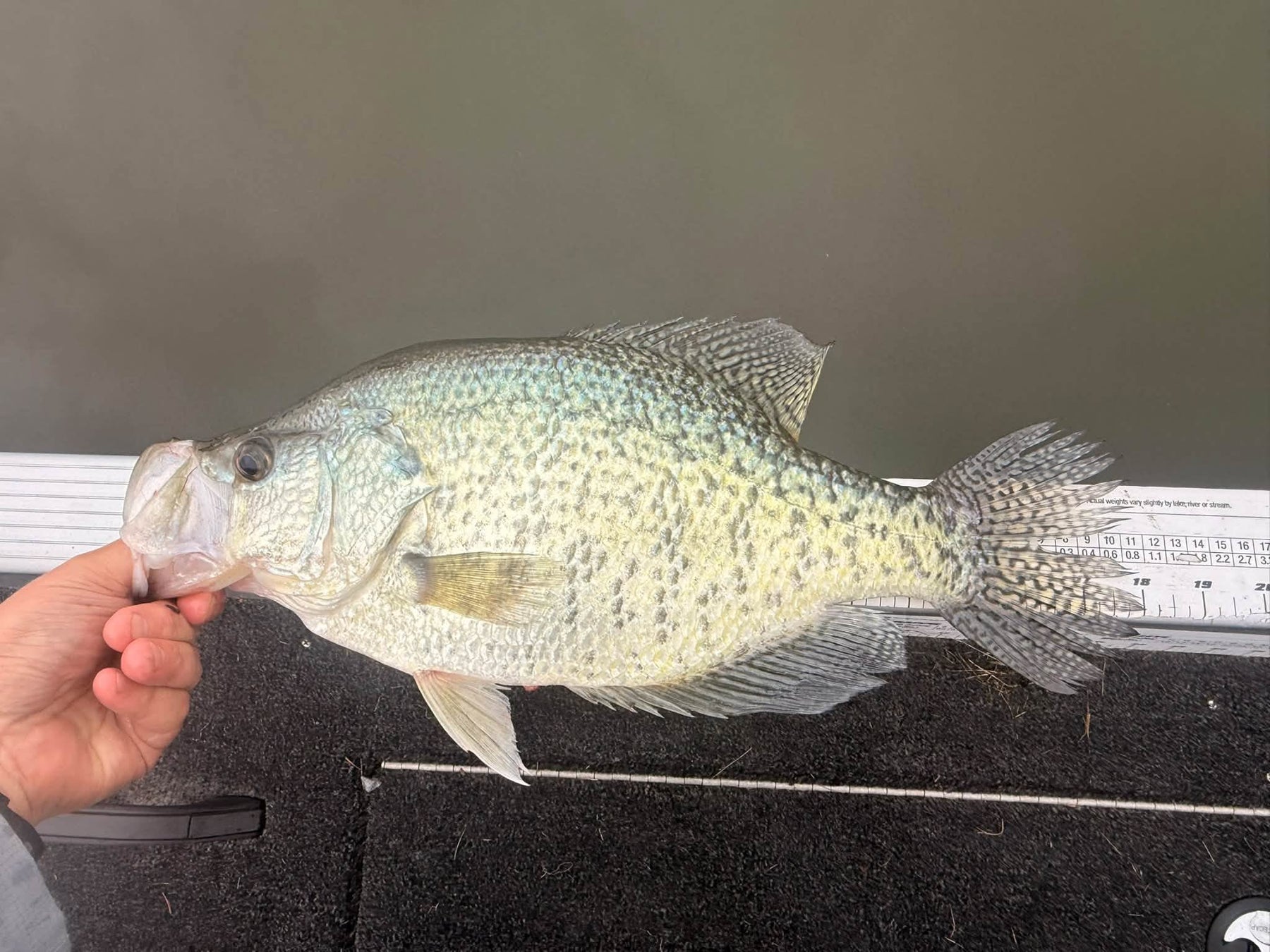 9/24/2026 Tioga County Fishing Report- Hammond Lake, Tioga Lake, Cowanesque Lake, Pine Creek and More