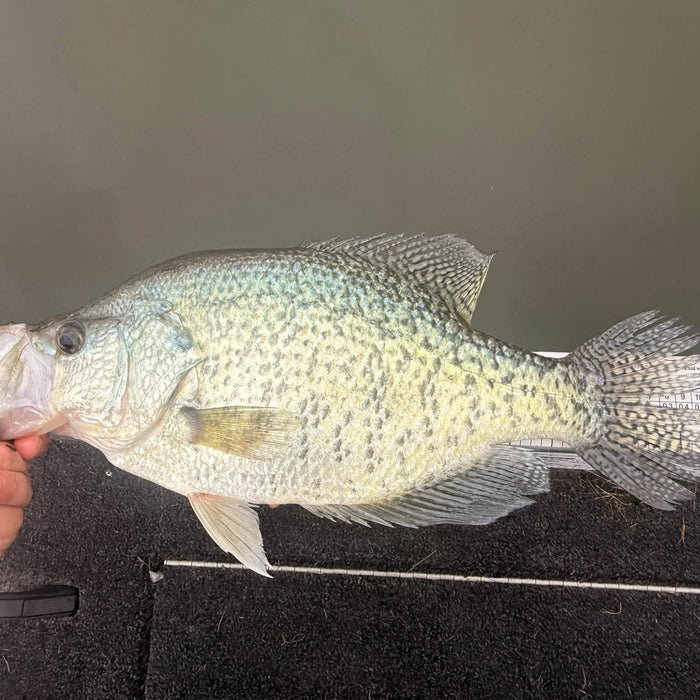 9/24/2026 Tioga County Fishing Report- Hammond Lake, Tioga Lake, Cowanesque Lake, Pine Creek and More