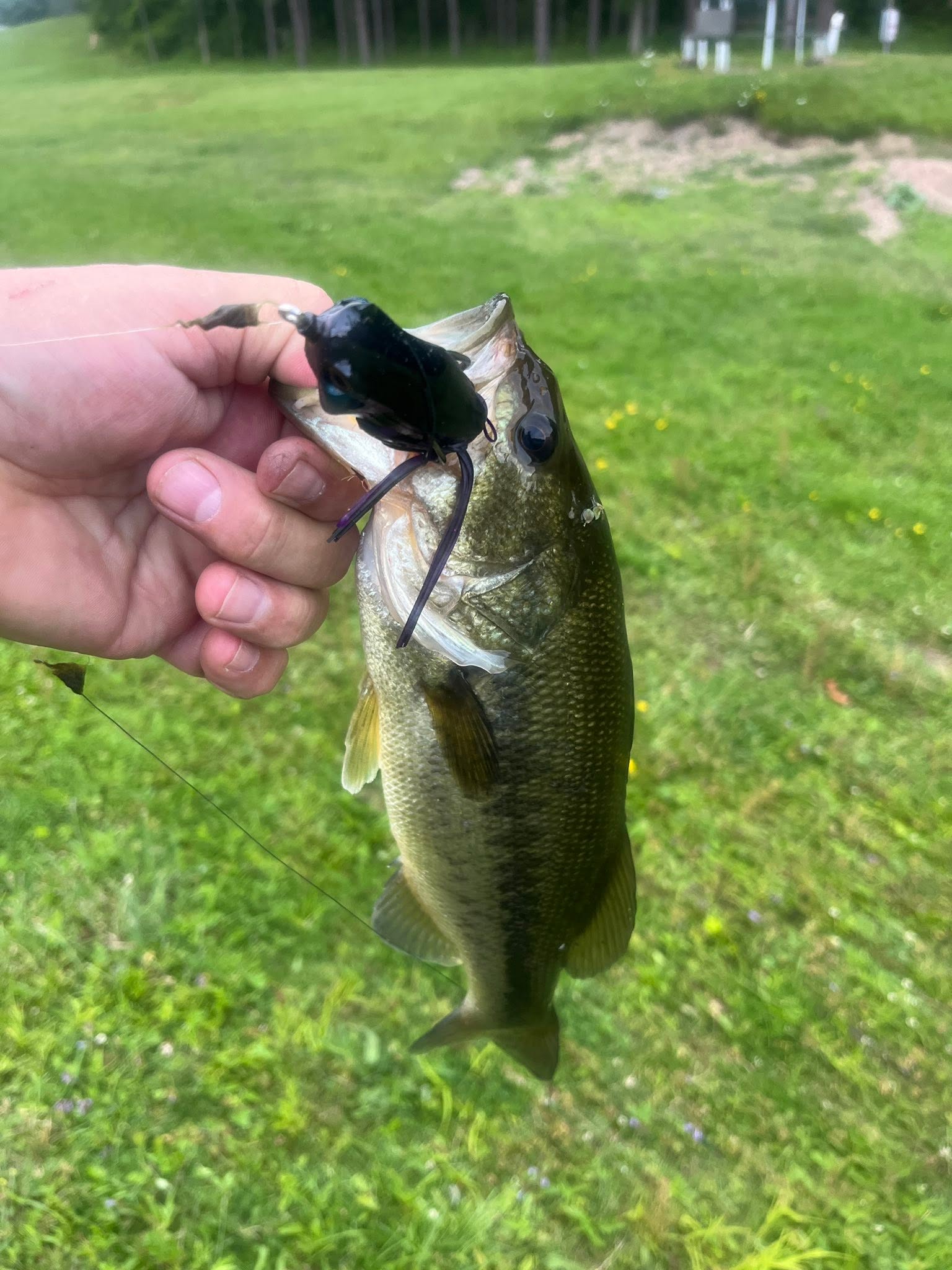 6/18/2026 Tioga County Fishing Report- Hammond Lake, Tioga Lake, Cowanesque Lake, Pine Creek and More
