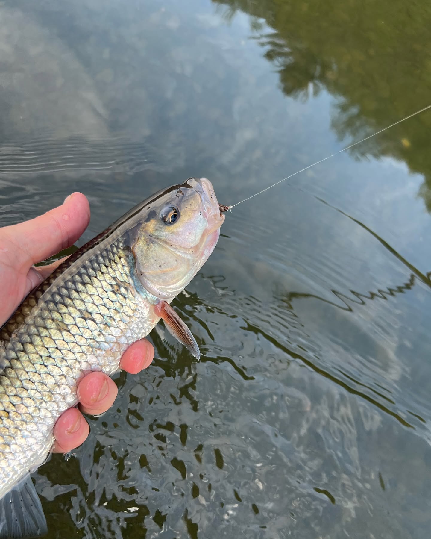6/11/2026 Upper Pine Creek Fly Fishing & Hatch Report - Keystone Select Section to Gaines Area