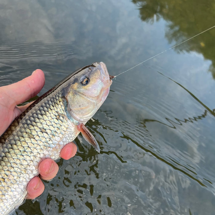 6/11/2026 Upper Pine Creek Fly Fishing & Hatch Report - Keystone Select Section to Gaines Area