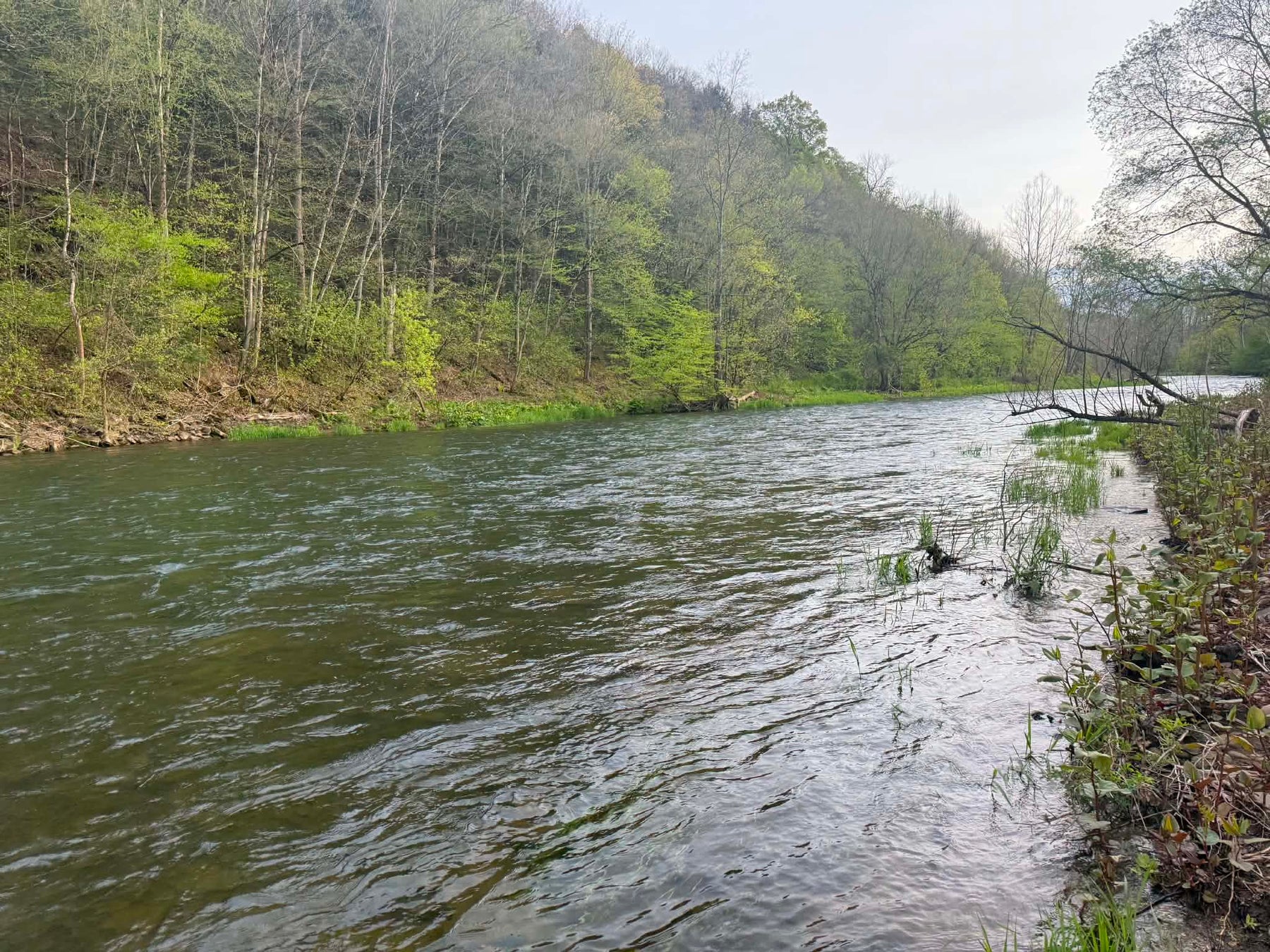 5/12/2026 Upper Pine Creek Fly Fishing Report - Gaines to Galeton