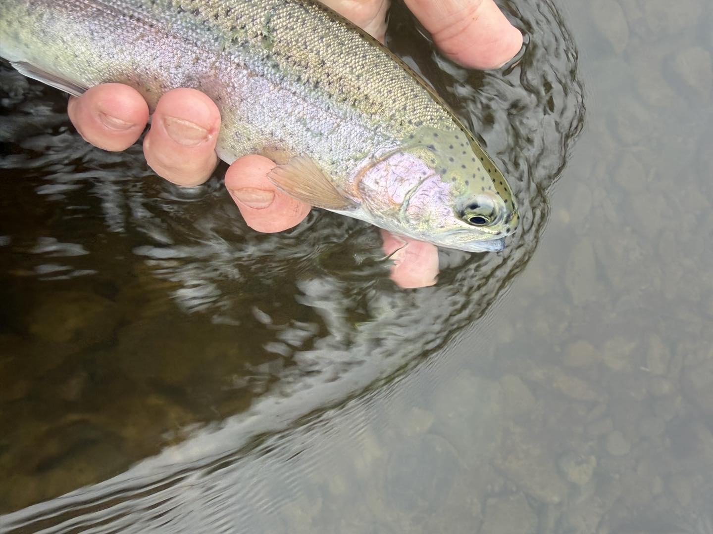 4/30/2026 Upper Pine Creek Fly Fishing & Hatch Report