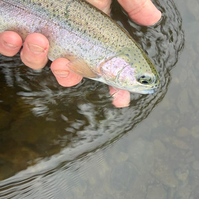4/30/2026 Upper Pine Creek Fly Fishing & Hatch Report