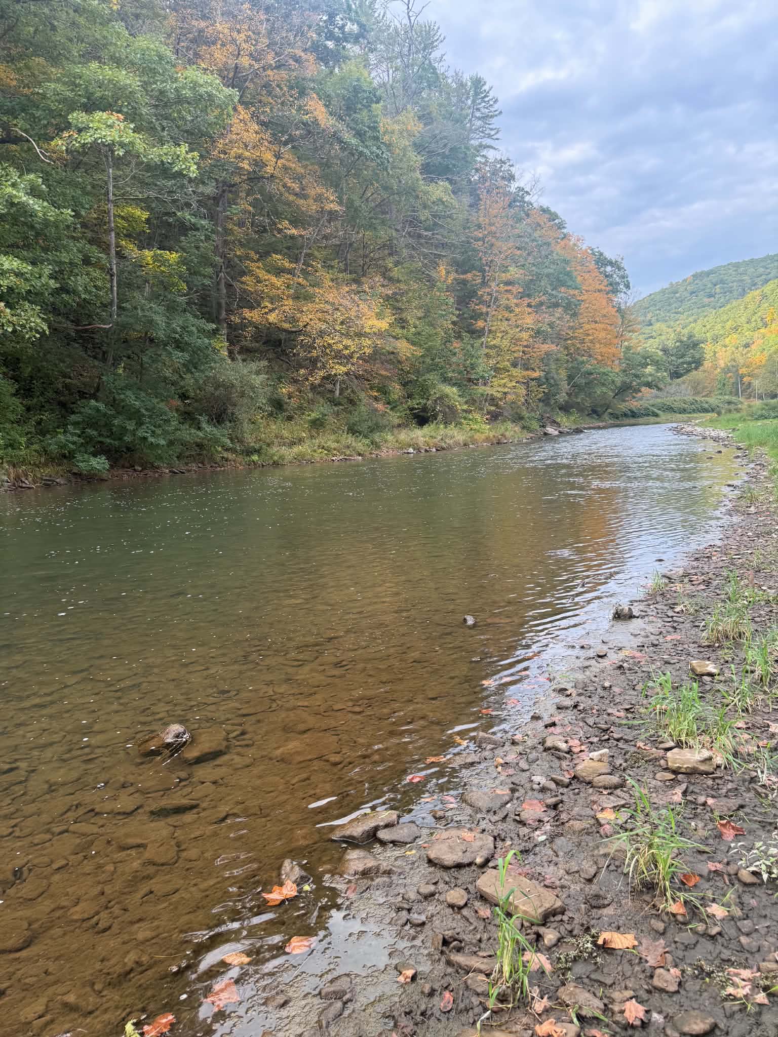 10/1/2026 Upper Pine Creek Fly Fishing and Hatch Report