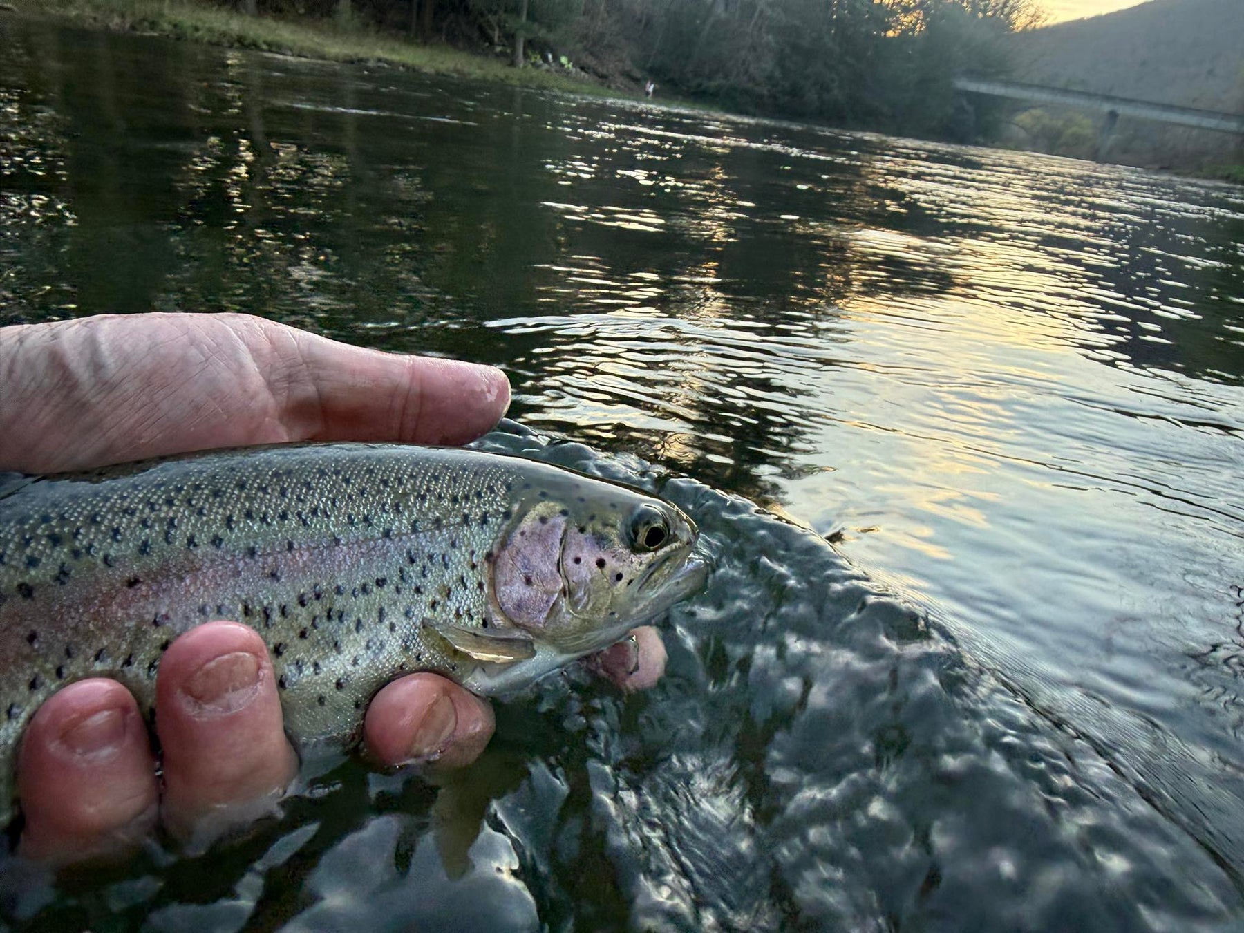 4/18/2026 Upper Pine Creek Fly Fishing & Hatch Report - Caddis everywhere!