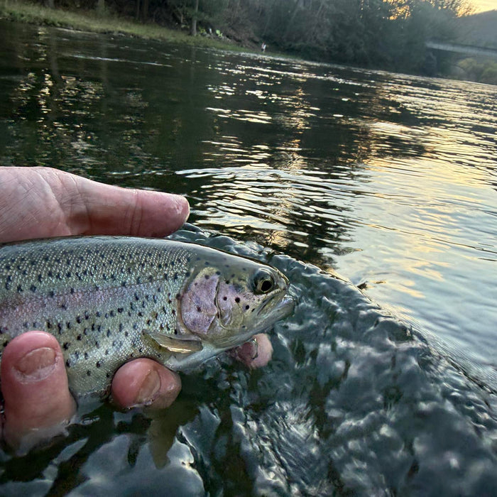 4/18/2026 Upper Pine Creek Fly Fishing & Hatch Report - Caddis everywhere!