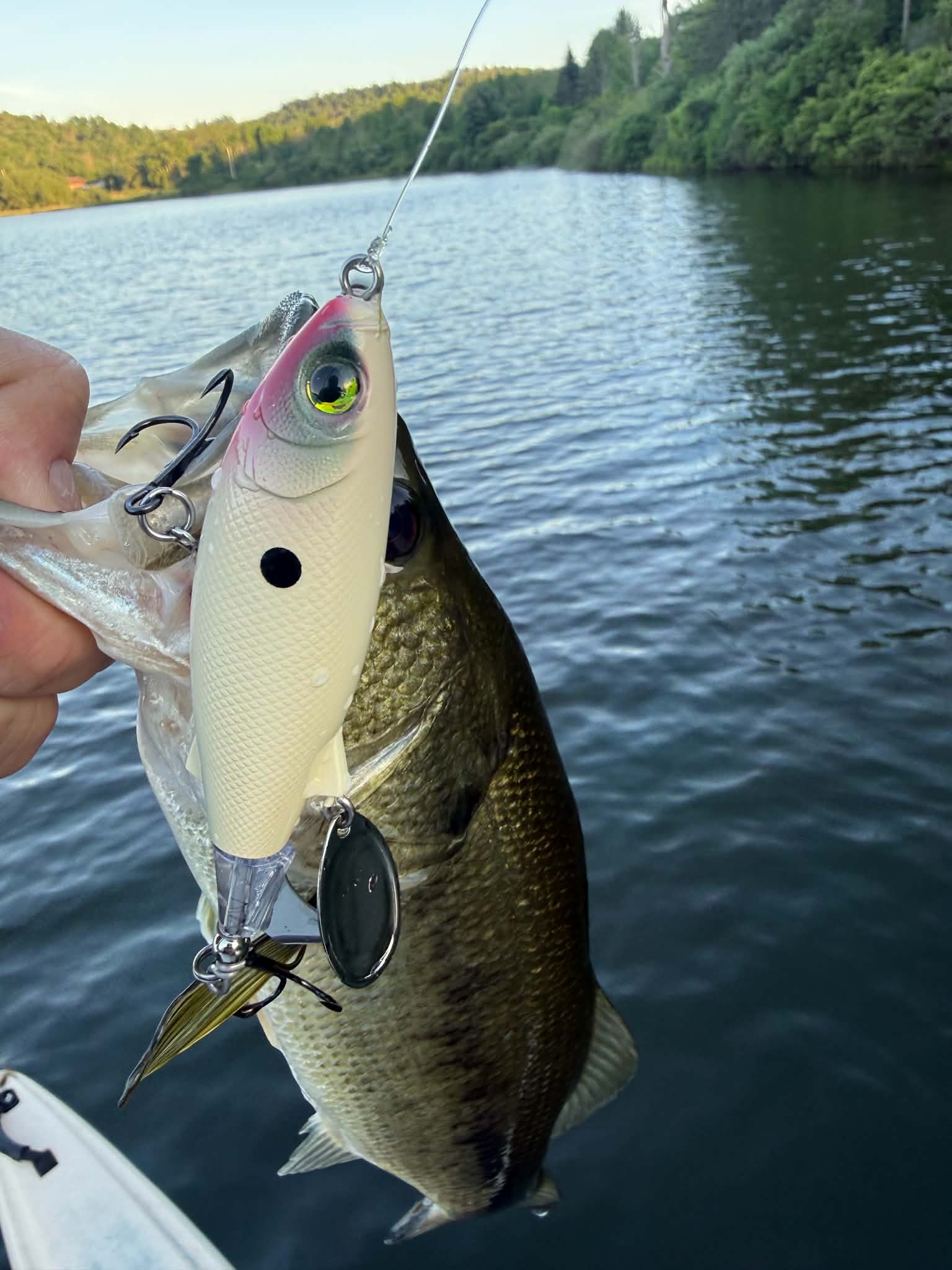 6/11/2026 Tioga County Fishing Report- Hammond Lake, Tioga Lake, Cowanesque Lake, Pine Creek and More