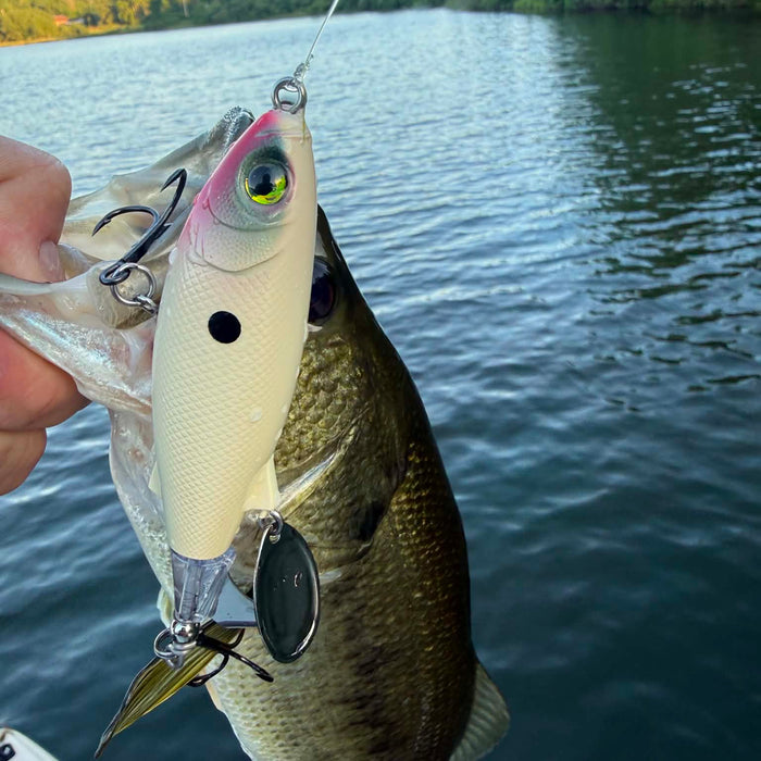 6/11/2026 Tioga County Fishing Report- Hammond Lake, Tioga Lake, Cowanesque Lake, Pine Creek and More