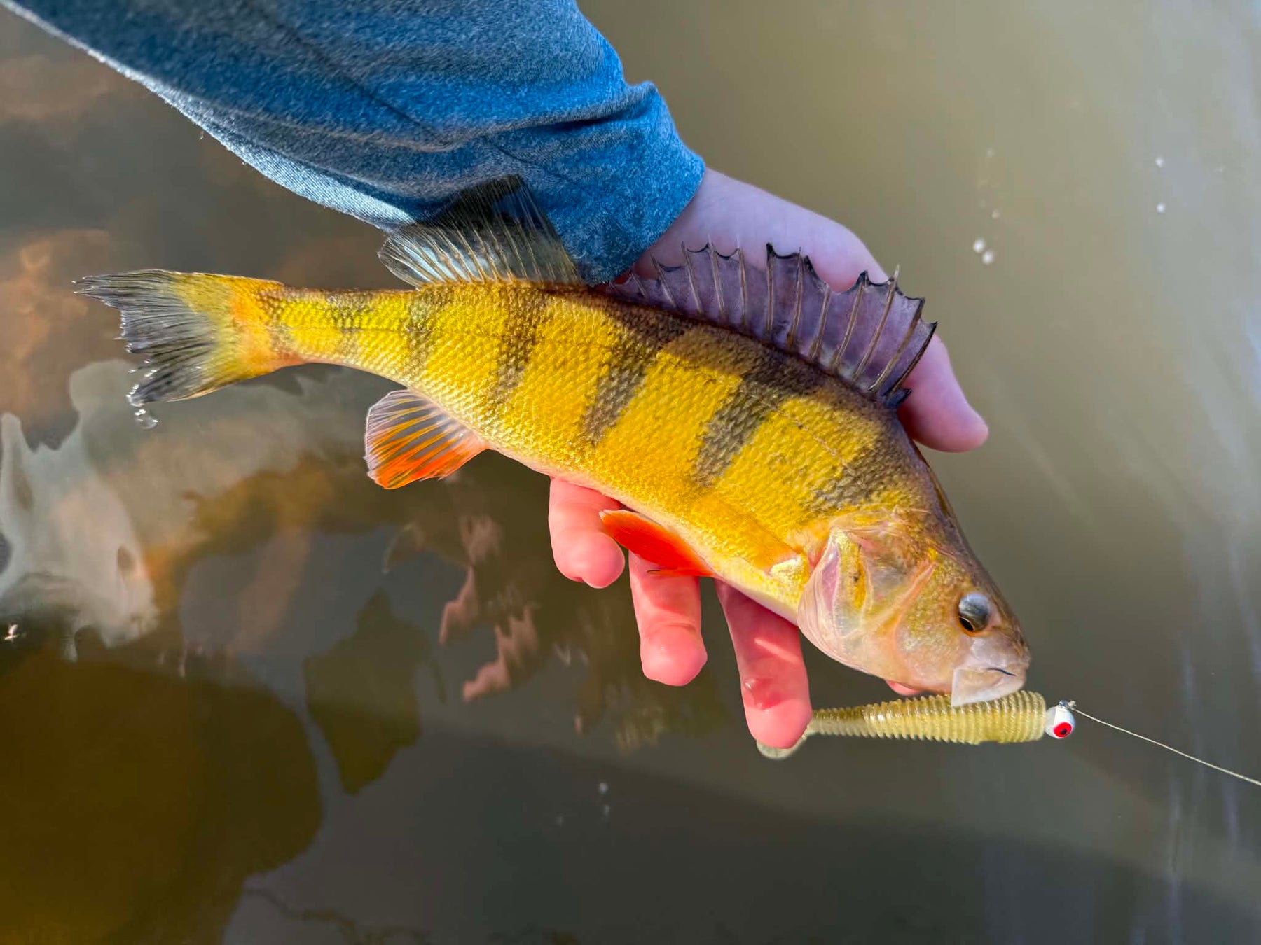 5/28/2026 Tioga County Fishing Report- Hammond Lake, Tioga Lake, Cowanesque Lake, Pine Creek and More