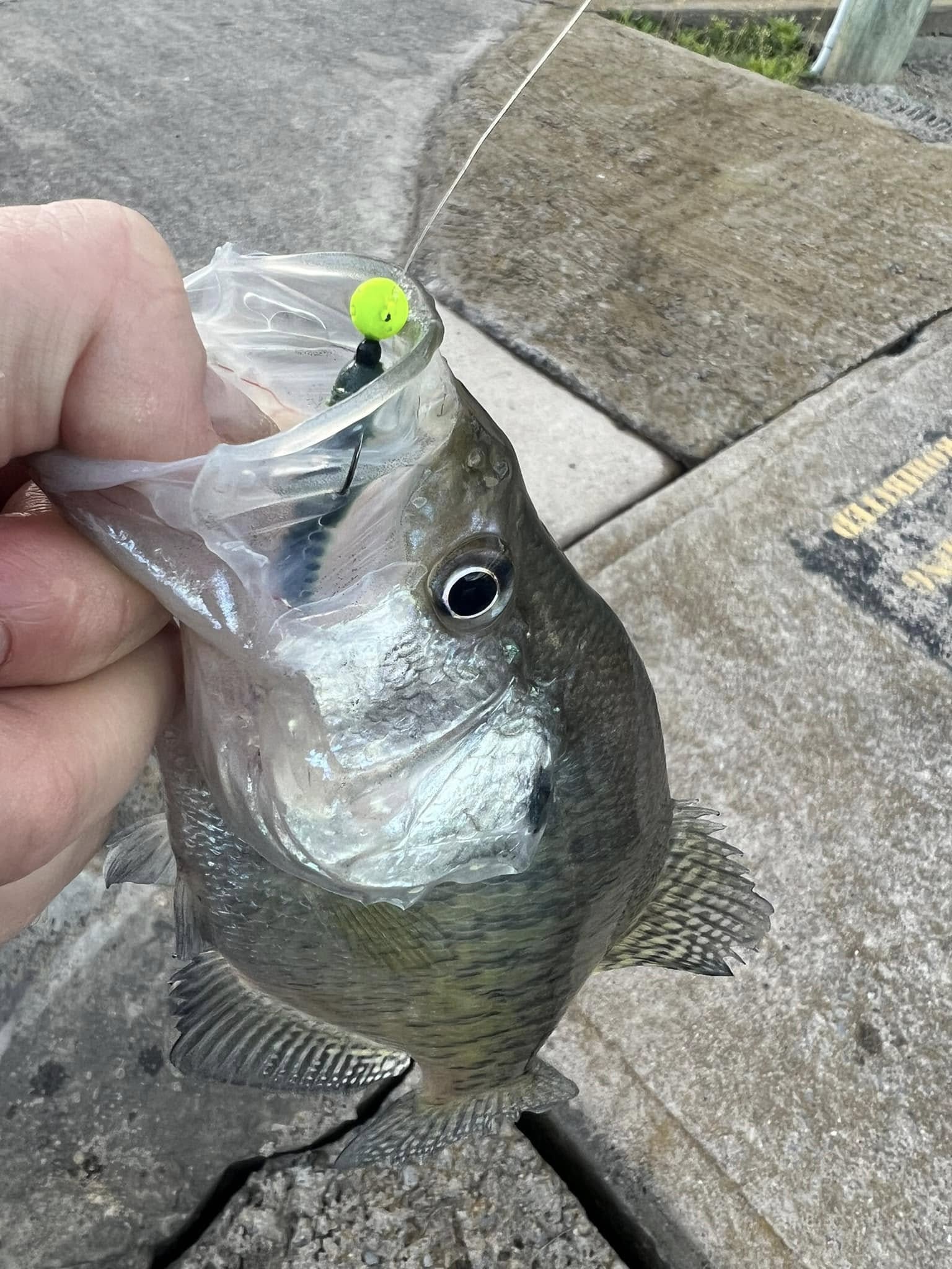 4/30/2026 - Are the Crappie Biting?  Trout Fishing great across Tioga County