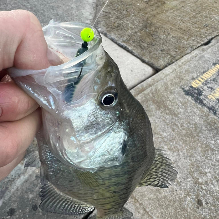 4/30/2026 - Are the Crappie Biting?  Trout Fishing great across Tioga County