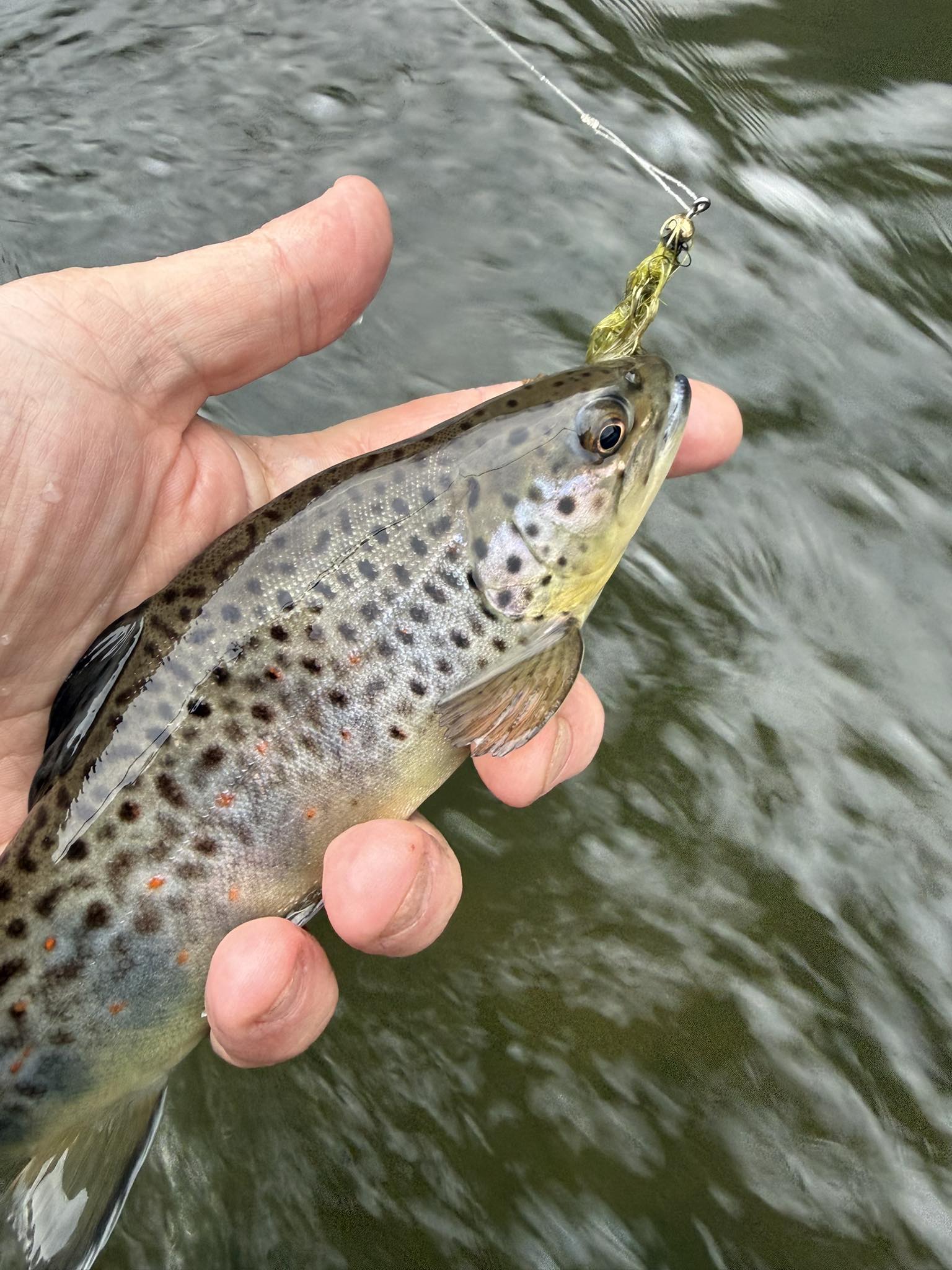 5/7/2026 Pine Creek - Keystone Select Stretch at Darling Run Fly Fishing Report