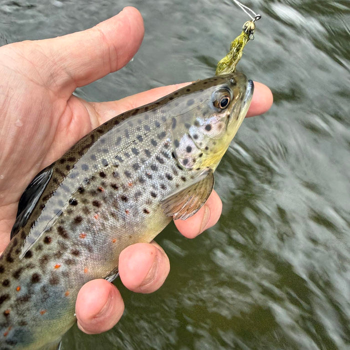 5/7/2026 Pine Creek - Keystone Select Stretch at Darling Run Fly Fishing Report