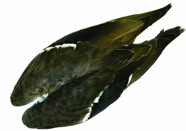 Wapsi Mallard Duck Wings