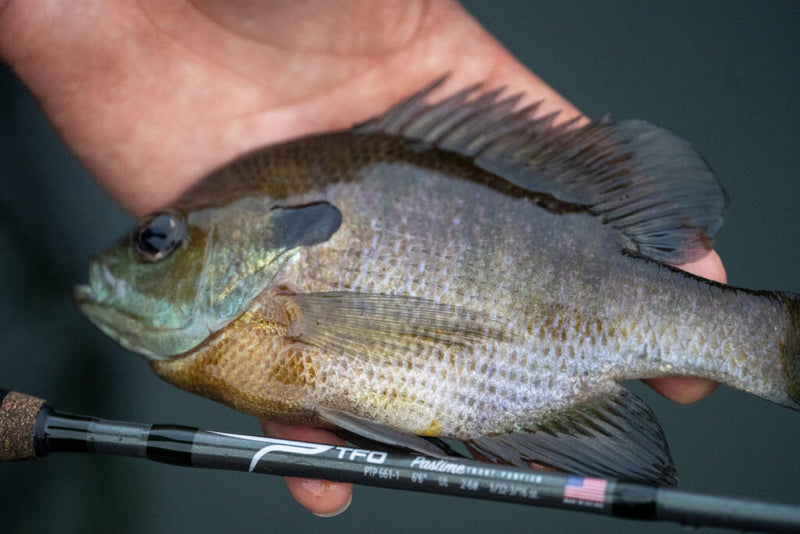 TFO Pastime Trout - Panfish Spinning Rod