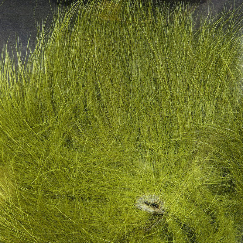 arctic tail olive