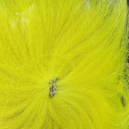 arctic tail yellow