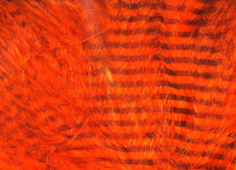 barred hot orange
