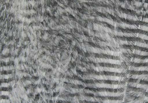 barred white