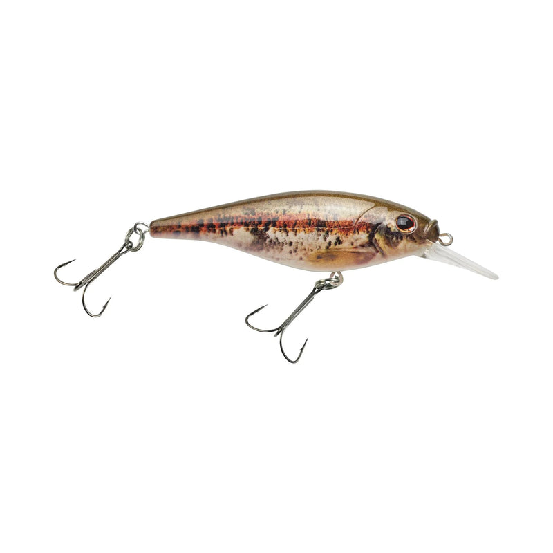 Berkley_Flicker_Shad_HDBlacknoseDace_7S_2020_alt2