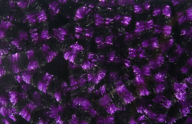 black fuchsia