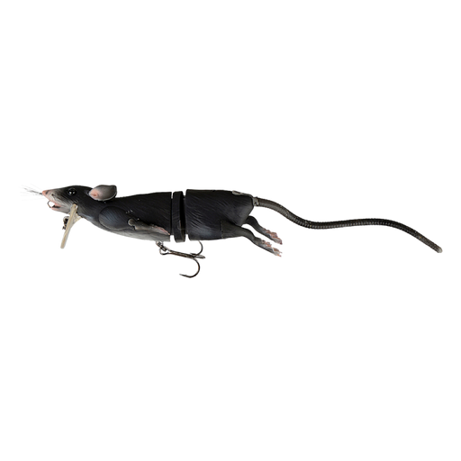black rat