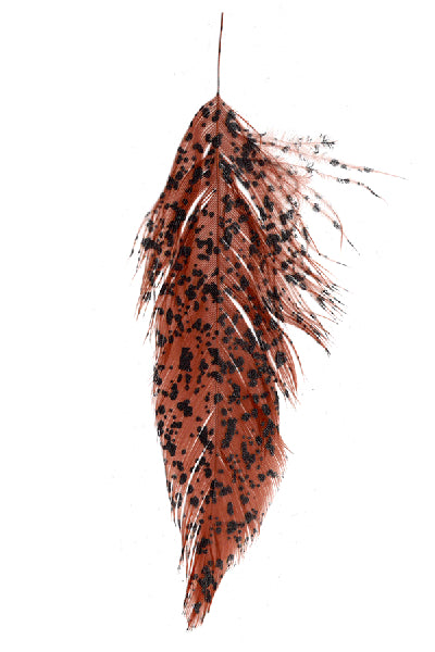 Brown-mottled-black