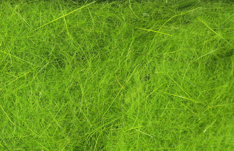 caddis green