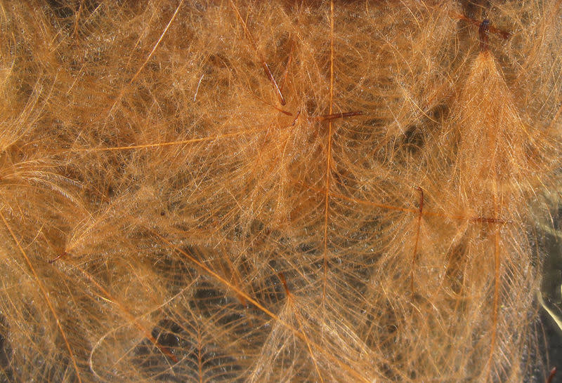 cdc cinnamon