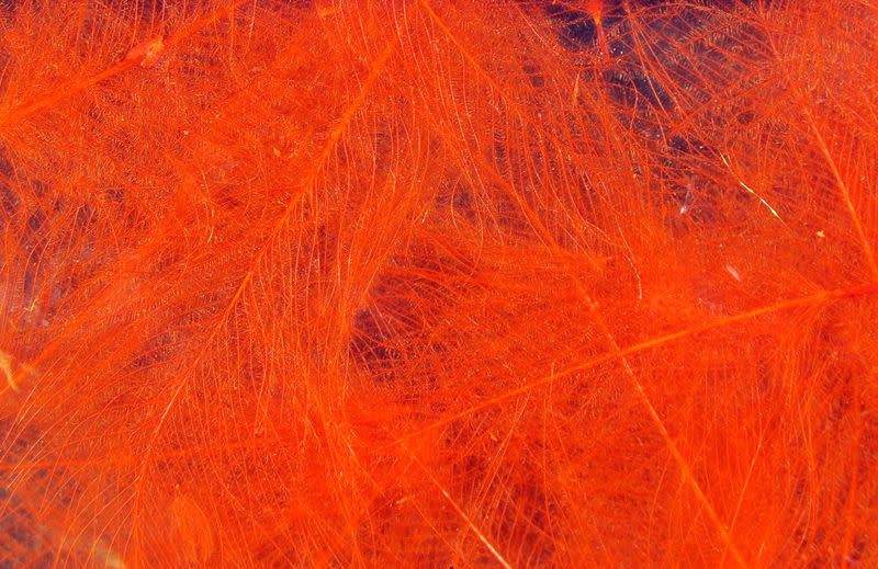 cdc orange