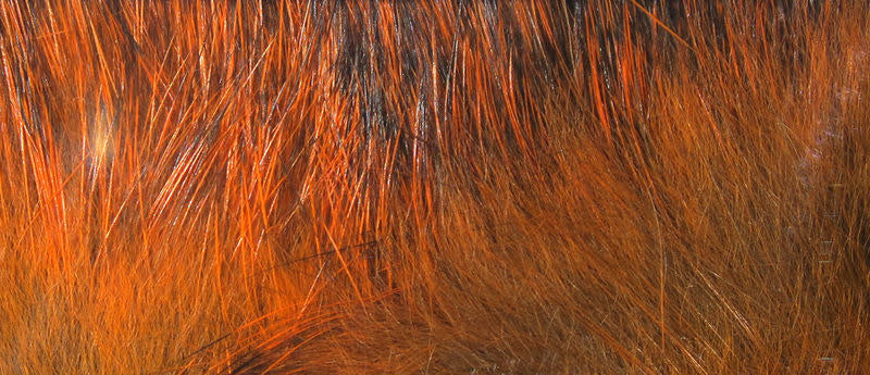 crosscut crawfish orange