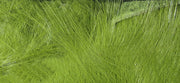 crosscut green olive