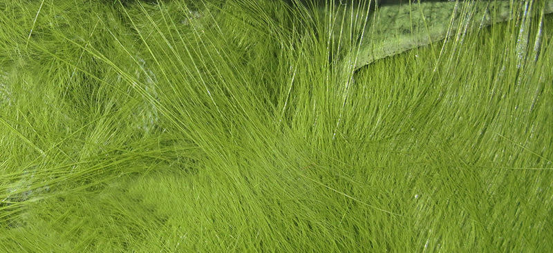 crosscut green olive