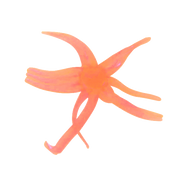 d860f8657f_maki_neki_blaze_orange_glow_copy_1