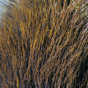 dbhd40