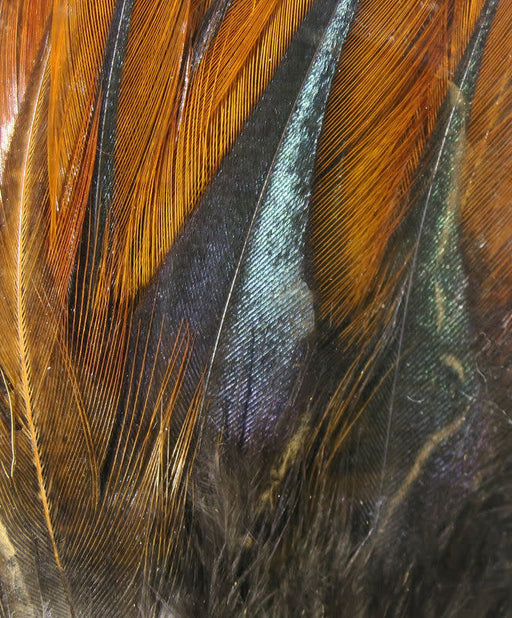 gallo brown