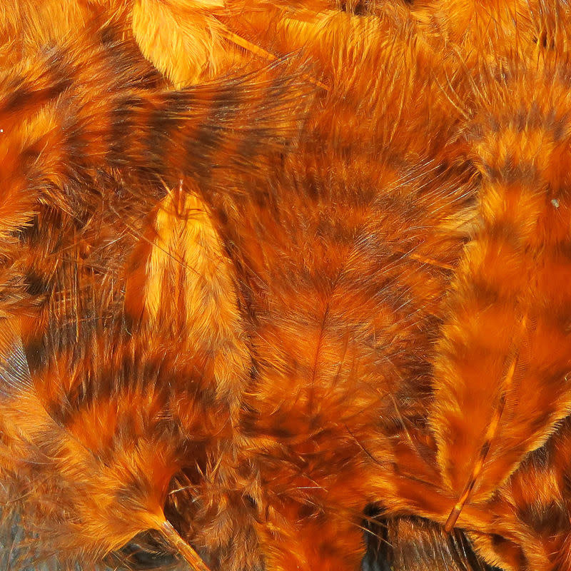 grizzly burnt orange