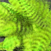 grizzly chartreuse