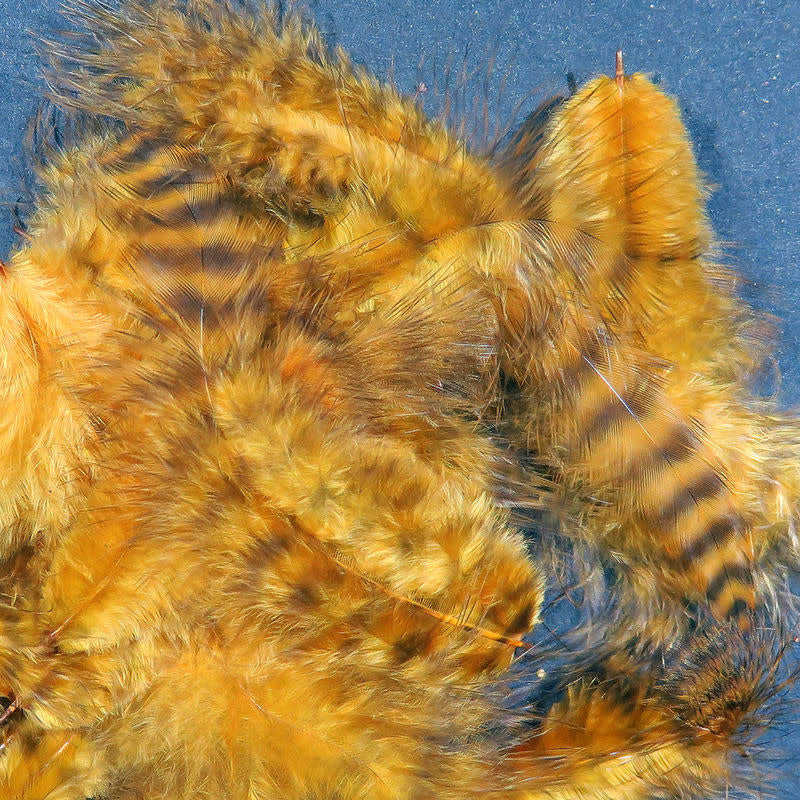 grizzly golden brown