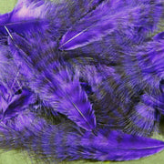 grizzly purple