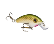 hcbpm-517_bitsyminnow_tennesseeshad_glamright