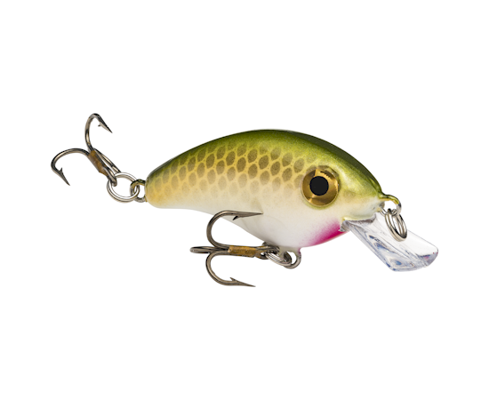 hcbpm-517_bitsyminnow_tennesseeshad_glamright