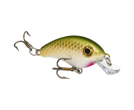 hcbpm-517_bitsyminnow_tennesseeshad_glamright