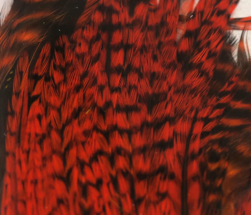 HHC174