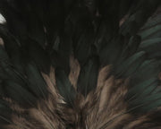 HSAD11