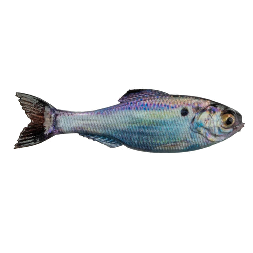 LiveGizzardShad